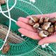 le bulot devient noisette de mer