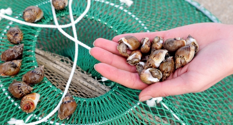 le bulot devient noisette de mer